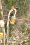 Coltsfoot